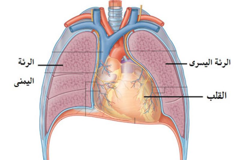 
<span>الإعجاز في حديث النوم على الشق الأيمن</span>
