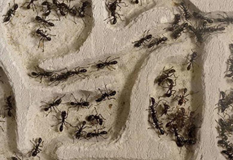 
<span>ادخلوا مساكنكم</span>
